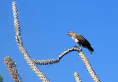 Buteo brachypterus