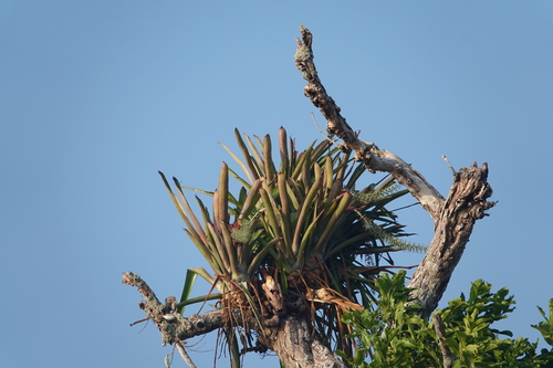 Aechmea setigera