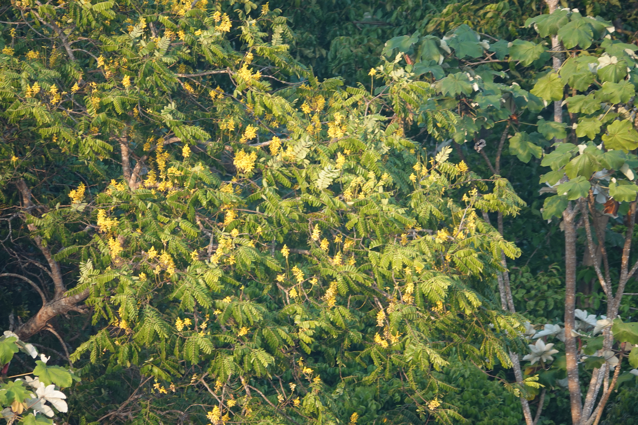 Cassia leiandra