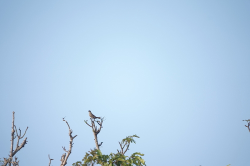 Shiny Cowbird
