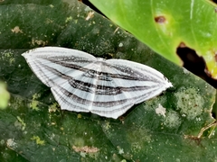 Lepidoptera