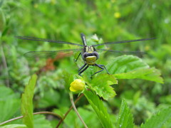 Dromogomphus spinosus
