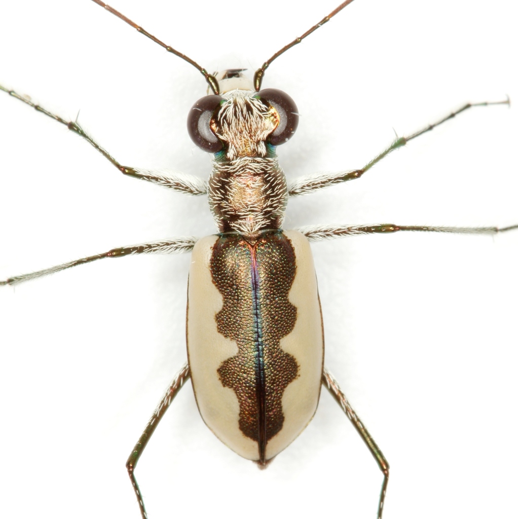 White-cloaked Tiger Beetle