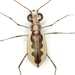White-cloaked Tiger Beetle - Photo (c) Mike Quinn, Austin, TX, some rights reserved (CC BY-NC), uploaded by Mike Quinn, Austin, TX