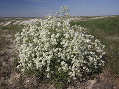 Crambe tataria