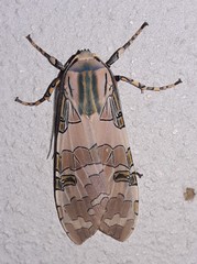 Image of Halysidota orientalis