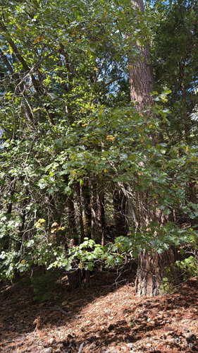 iNaturalist observation photo of California black oak