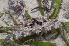 Portunus pelagicus image