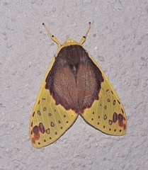 Amaxia apyga