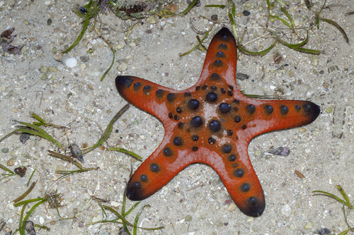 Photo of Chocolate chip sea star (Protoreaster nodosus)
