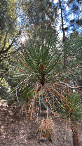 iNaturalist observation photo of hard pines