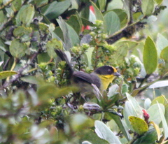 Atlapetes pallidinucha