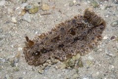 Dendrodoris krusensternii