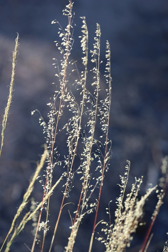 Muhlenbergia tricholepis, 2025-10-19