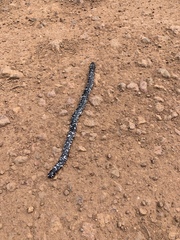 Amphisbaena fuliginosa