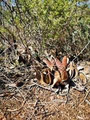 Gasteria brachyphylla