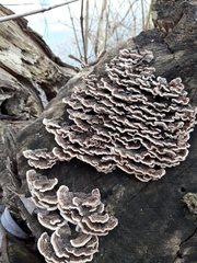 Trametes versicolor