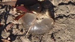 Conuber
