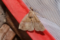 Hypena similata