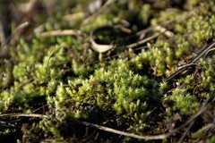 Racomitrium canescens