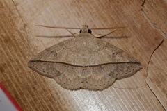 Ugia disjungens