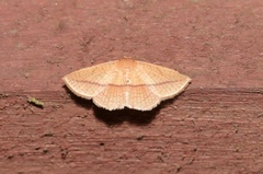 Striglina