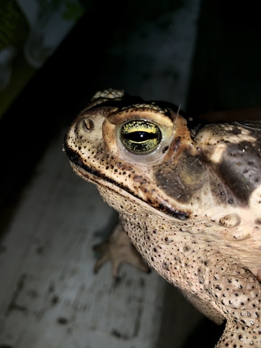 Cane Toad