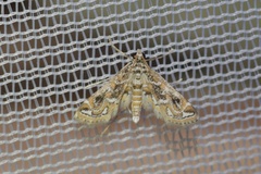 Parapoynx diminutalis