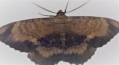 Feigeria vultura