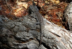 Oplurus cyclurus
