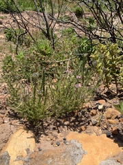 Aspalathus cephalotes violacea