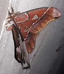 Rothschildia aurota