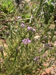 Aspalathus cephalotes violacea
