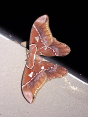 Rothschildia aurota