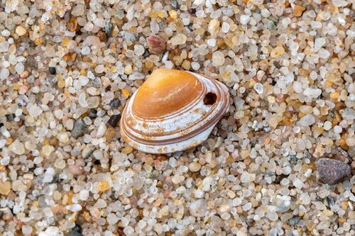 Elliptical Trough Shell, Ouddorp, Nederland, photo 7 of 10