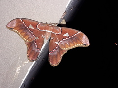 Rothschildia aurota