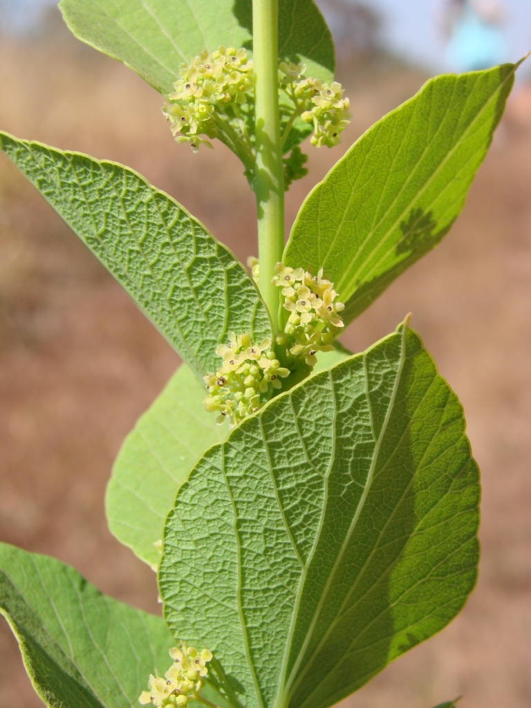 Menispermaceae