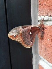 Callosamia angulifera