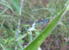 Argia bipunctulata