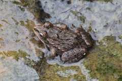 Hoplobatrachus crassus