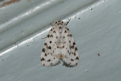 Aemene clarimaculata