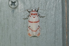 Cyana perornata