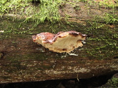 Amylocystis lapponica