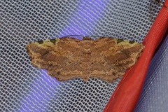 Achrosis fulvifusa