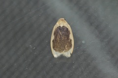 Pseudoblabes oophora