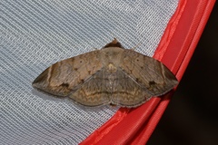 Mecodina lanceola
