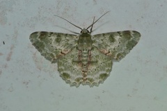 Pingasa subviridis
