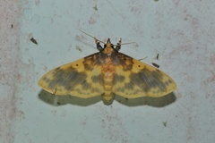 Pachynoa thoosalis