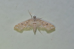 Parapoynx diminutalis