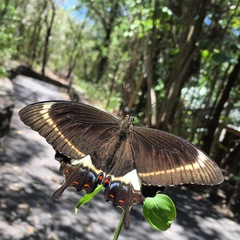 Papilio fuscus